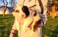 Rio, a male Border Collie for sale in Cedar, IA – 4 of 5