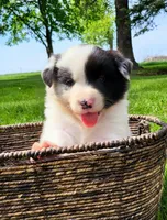 Rio, a male Border Collie for sale in Cedar, IA – 3 of 5