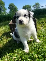 Wren, a female Border Collie for sale in Cedar, IA – 6 of 6