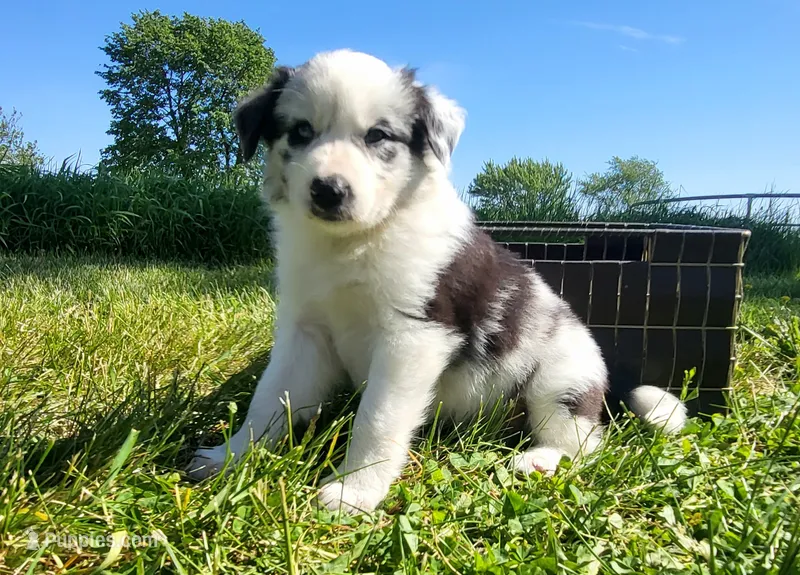 Wren – Border Collie puppy for sale in Cedar, IA