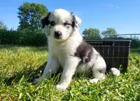 Wren, a female Border Collie for sale in Cedar, IA – 1 of 6