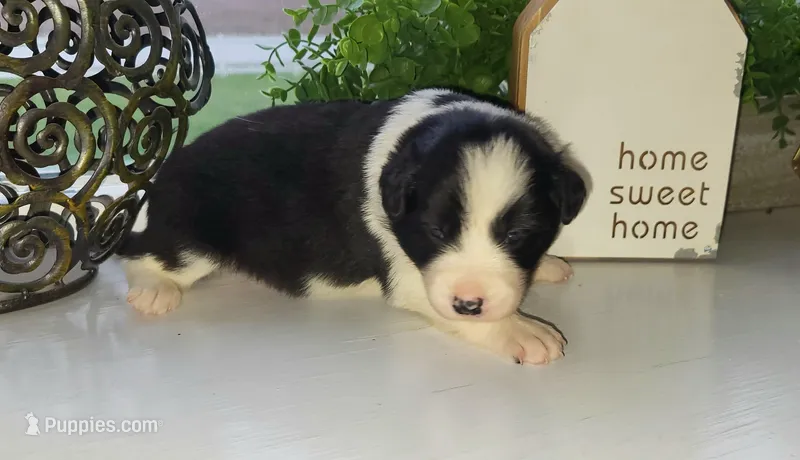 Bobo – Border Collie puppy for sale in Cedar, IA