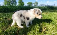 Jax, a male Border Collie for sale in Cedar, IA – 2 of 3