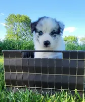 Wren, a female Border Collie for sale in Cedar, IA – 5 of 6