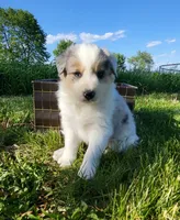 Jax, a male Border Collie for sale in Cedar, IA – 3 of 3
