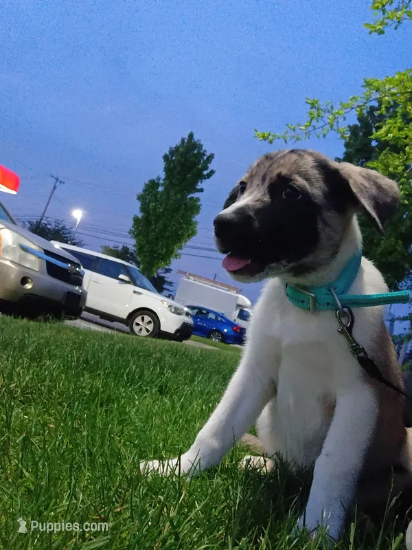 Ash – Australian Shepherd, German Shepherd Dog puppy for sale in State College, PA