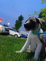 Ash, a female Australian Shepherd and German Shepherd Dog for sale in State College, PA – 1 of 1