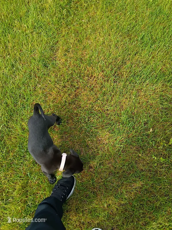Rosaline – Labrador Retriever puppy for sale in State College, PA