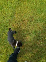 Rosaline, a female Labrador Retriever for sale in State College, PA – 1 of 2