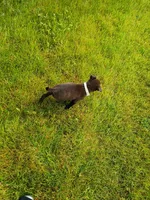 Rosemary, a female Labrador Retriever for sale in State College, PA – 2 of 2