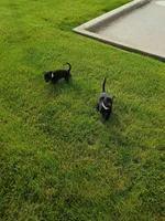 Rosaline, a female Labrador Retriever for sale in State College, PA – 2 of 2