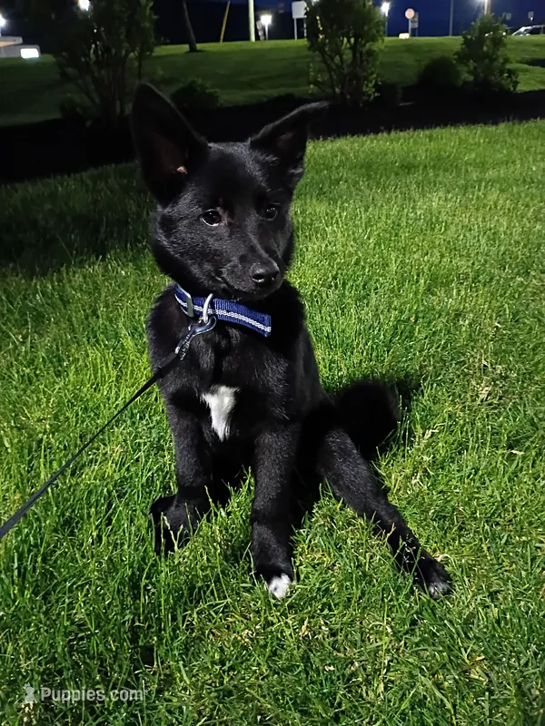 Ace – German Shepherd Dog puppy for sale in State College, PA