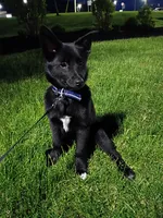 Ace, a male German Shepherd Dog for sale in State College, PA – 1 of 1