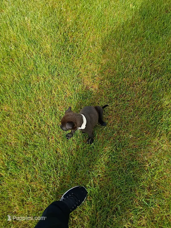 Rosemary – Labrador Retriever puppy for sale in State College, PA