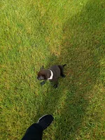 Rosemary, a female Labrador Retriever for sale in State College, PA – 1 of 2