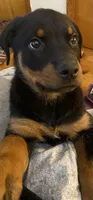 Zoey, a female Rottweiler for sale in Roanoke, VA – 2 of 2
