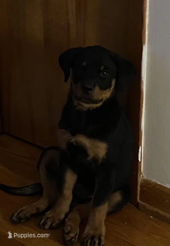 Zoey – Rottweiler puppy for sale in Roanoke, VA