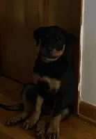 Zoey, a female Rottweiler for sale in Roanoke, VA – 1 of 2