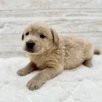 Champagne male, a male Labrador Retriever for sale in Bow, WA – Photo 2 of 2