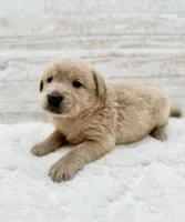 Champagne male, a male Labrador Retriever for sale in Bow, WA – Photo 2 of 2