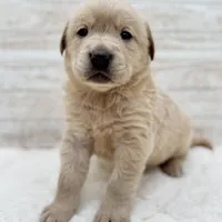 Champagne male, a male Labrador Retriever for sale in Bow, WA – Photo 1 of 2