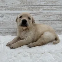 Yellow female, a female Labrador Retriever for sale in Bow, WA – Photo 1 of 3