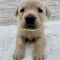 Yellow female, a female Labrador Retriever for sale in Bow, WA – Photo 3 of 3