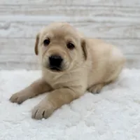 Yellow female, a female Labrador Retriever for sale in Bow, WA – Photo 2 of 3