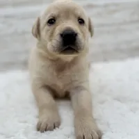 Yellow female, a female Labrador Retriever for sale in Bow, WA – Photo 2 of 3