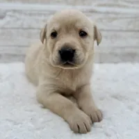 Yellow female, a female Labrador Retriever for sale in Bow, WA – Photo 1 of 3