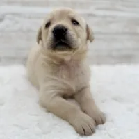 Yellow female, a female Labrador Retriever for sale in Bow, WA – Photo 3 of 3