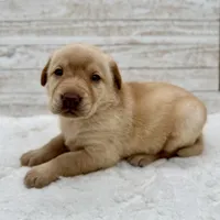 Yellow male, a male Labrador Retriever for sale in Bow, WA – Photo 1 of 2