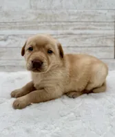 Yellow male, a male Labrador Retriever for sale in Bow, WA – Photo 1 of 2