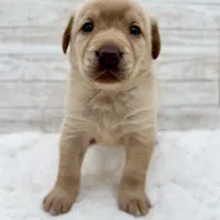 Yellow male, a male Labrador Retriever for sale in Bow, WA – Photo 2 of 2