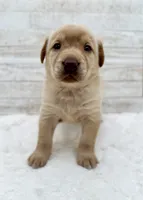 Yellow male, a male Labrador Retriever for sale in Bow, WA – Photo 2 of 2