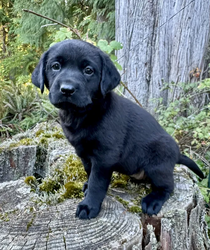 Black Male  – Labrador Retriever puppy for sale in Bow, WA