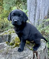 Black Male , a male Labrador Retriever for sale in Bow, WA – 1 of 1