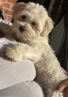 Milo , a male Shih Tzu and Yorkshire Terrier for sale in Bowling Green, VA – 1 of 3