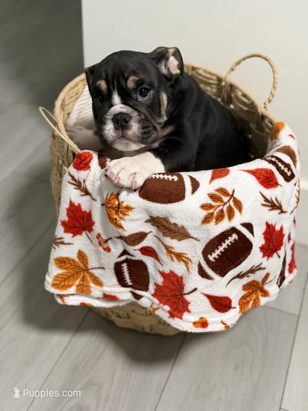 G force  – English Bulldog puppy for sale in Orlando, FL