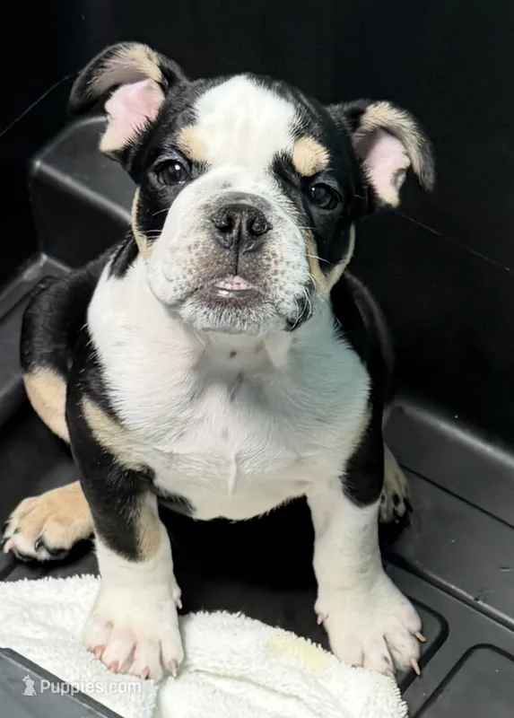 Summer  – English Bulldog puppy for sale in Orlando, FL