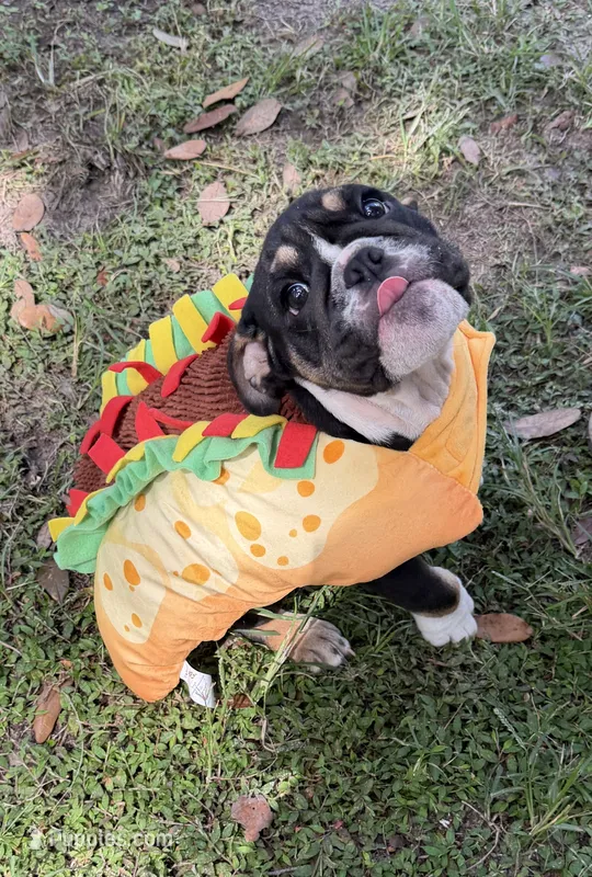 G force  – English Bulldog puppy for sale in Orlando, FL