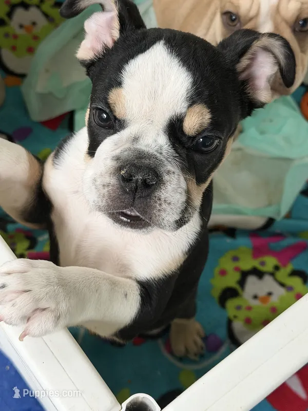 Summer  – English Bulldog puppy for sale in Orlando, FL
