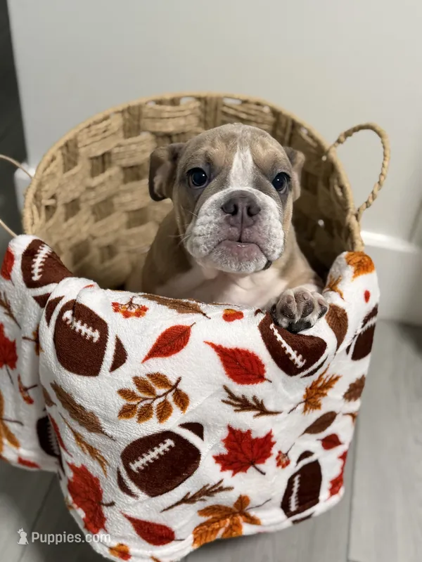 Connie  – English Bulldog puppy for sale in Orlando, FL