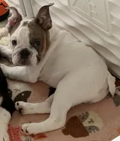 Milo , a male English Bulldog for sale in Orlando, FL – 5 of 8