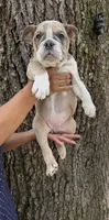 Connie , a female English Bulldog for sale in Orlando, FL – 2 of 4