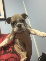 Connie , a female English Bulldog for sale in Orlando, FL – 4 of 4