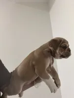 Morty, a male English Bulldog for sale in Orlando, FL – 2 of 3