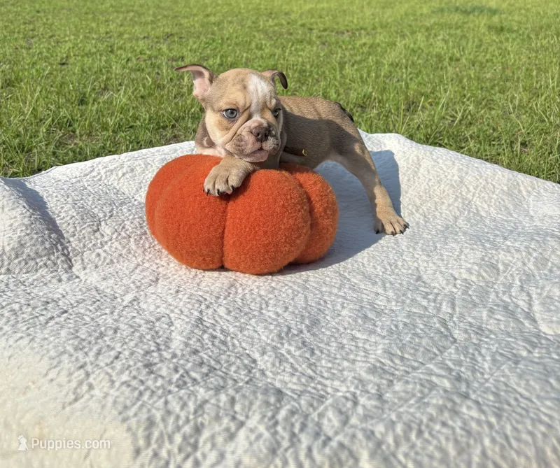 Nala  – English Bulldog puppy for sale in Orlando, FL