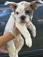 Milo , a male English Bulldog for sale in Orlando, FL – 7 of 8