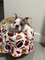 Milo , a male English Bulldog for sale in Orlando, FL – 2 of 8